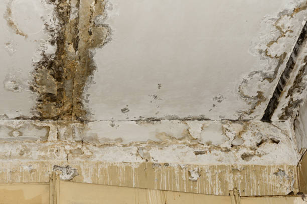 Best Mold Prevention Services  in Greendale, IN
