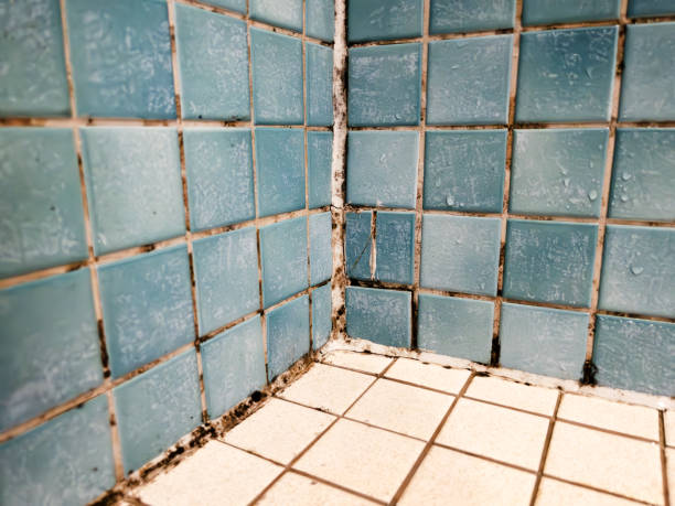 Best Biohazard Mold Removal  in Greendale, IN