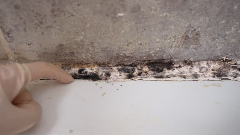 Greendale, IN Mold Removal Pros