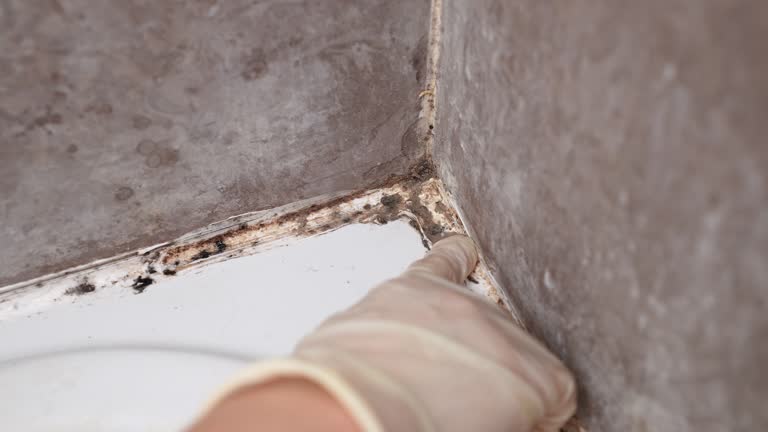Trusted Greendale, IN Mold Removal Experts